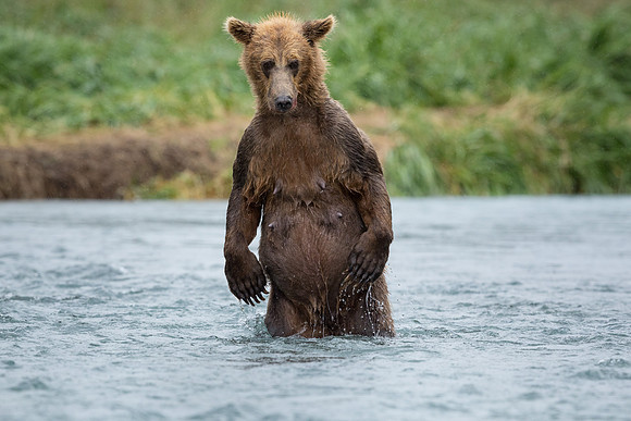 bears-10