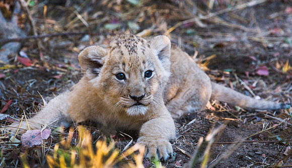 cub on the loose (1 of 1)