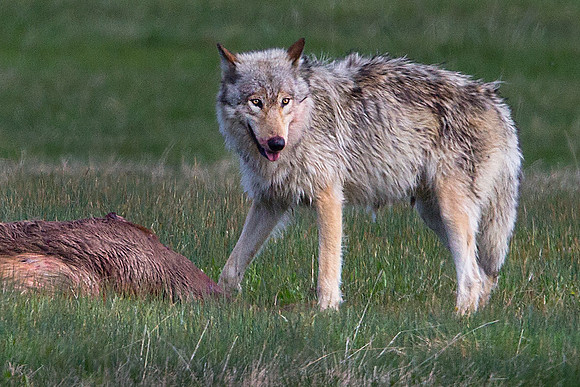 Grey wolf and its kill