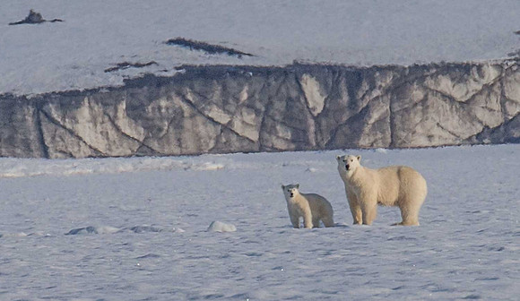 Mom and cub