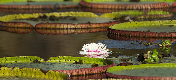 single flower (1 of 1)