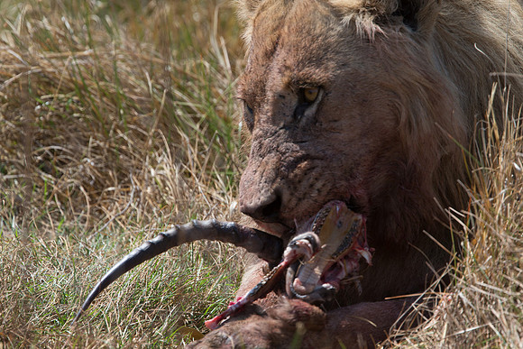 king of the jungle (1 of 1)-5
