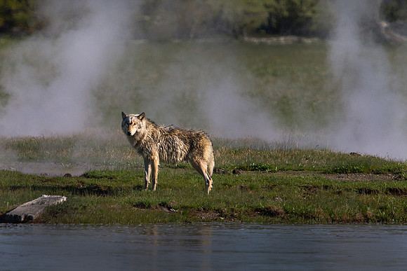 Wolf near hot springs