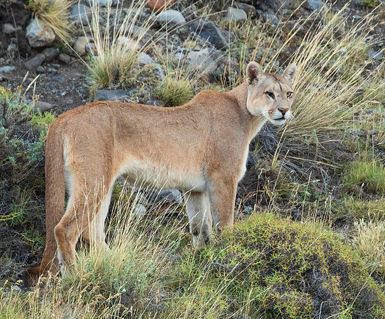 Puma