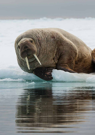walrus reflection