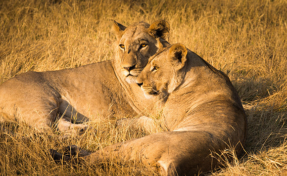 the pair (1 of 1)
