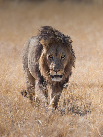 king of the jungle (1 of 1)-3