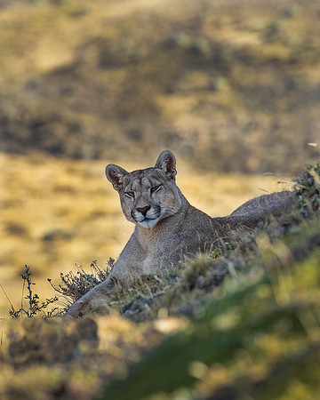 Puma stare