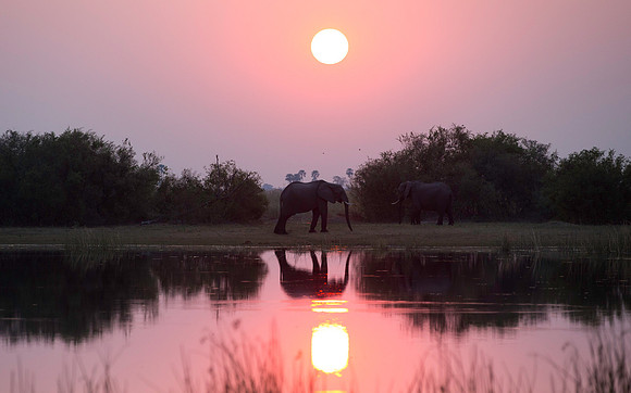 elephant sunset