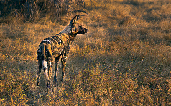 wild dog on alert (1 of 1)