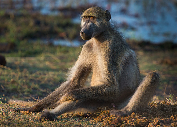 monkey see (1 of 1)