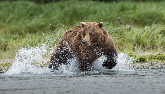 bears-3