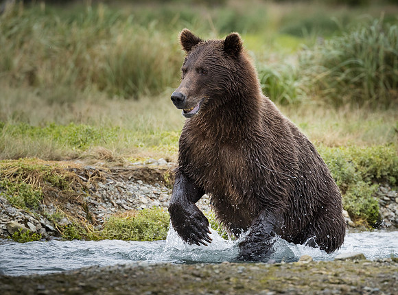 bears