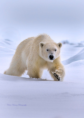 polar bear charge