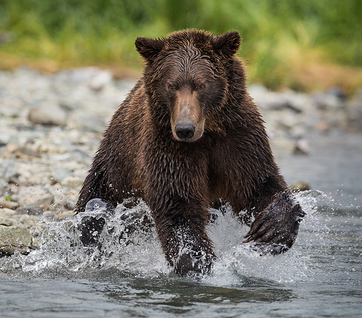 bears-7
