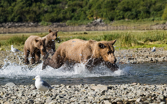 bears-25