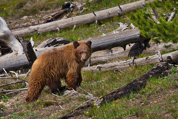 yellowstone bear