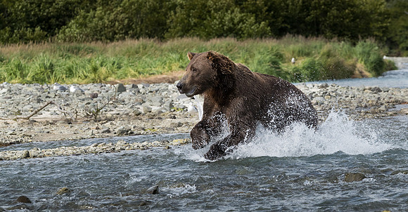 bears-17