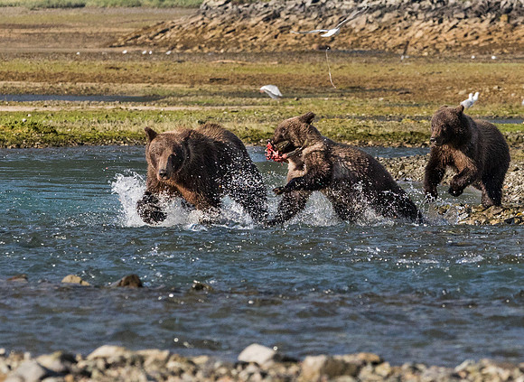 bears-24