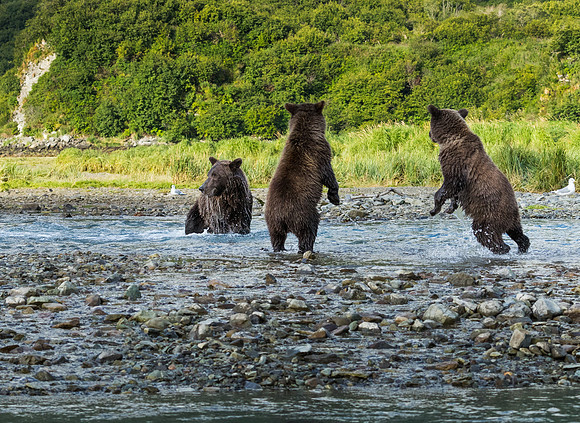 bears-20